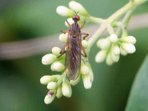 Akkerdisteldansvlieg (Empis livida)